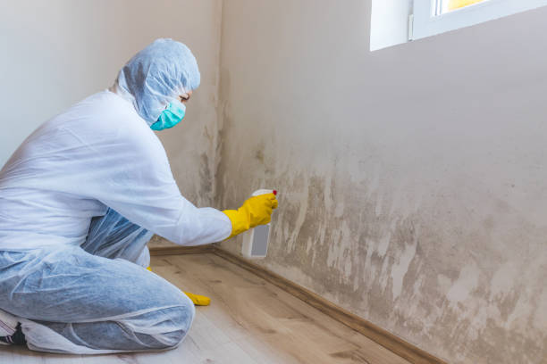 Licensed Black Mold Removal service in Central City, PA - WQB Mold Removal