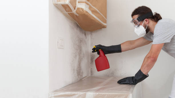 Professional Black Mold Removal technician working in Central City, PA