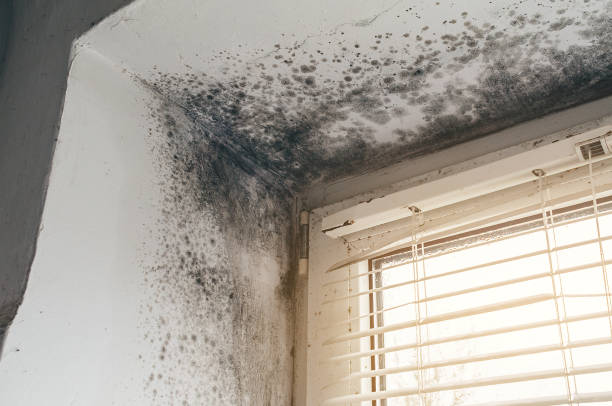 Affordable Black Mold Removal solutions in Central City, PA
