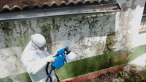 Top rated local Black Mold Removal specialists in Central City, PA